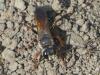 Sphex funerarius